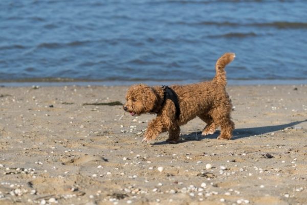 maltipoo walking in the sand