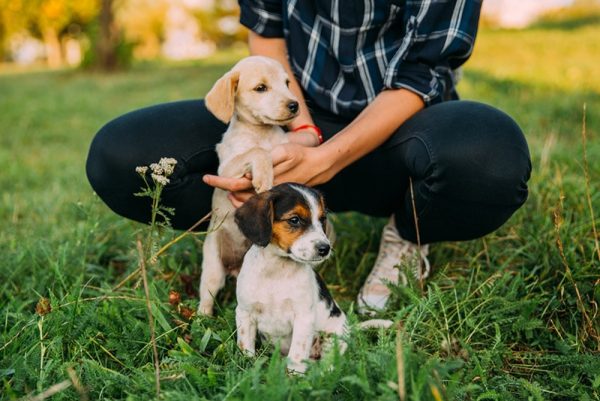 man adopted two puppies