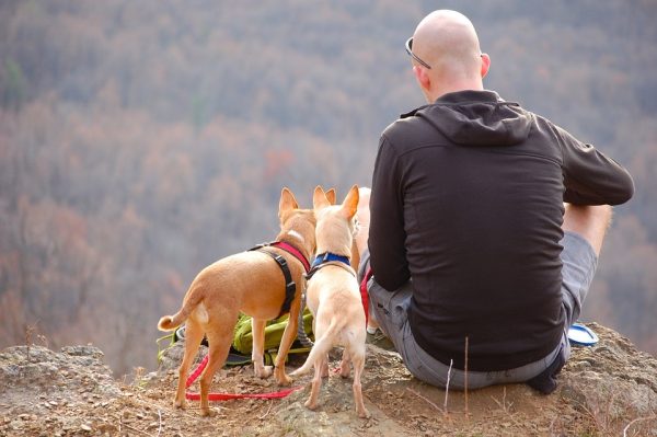 man and dogs go hiking