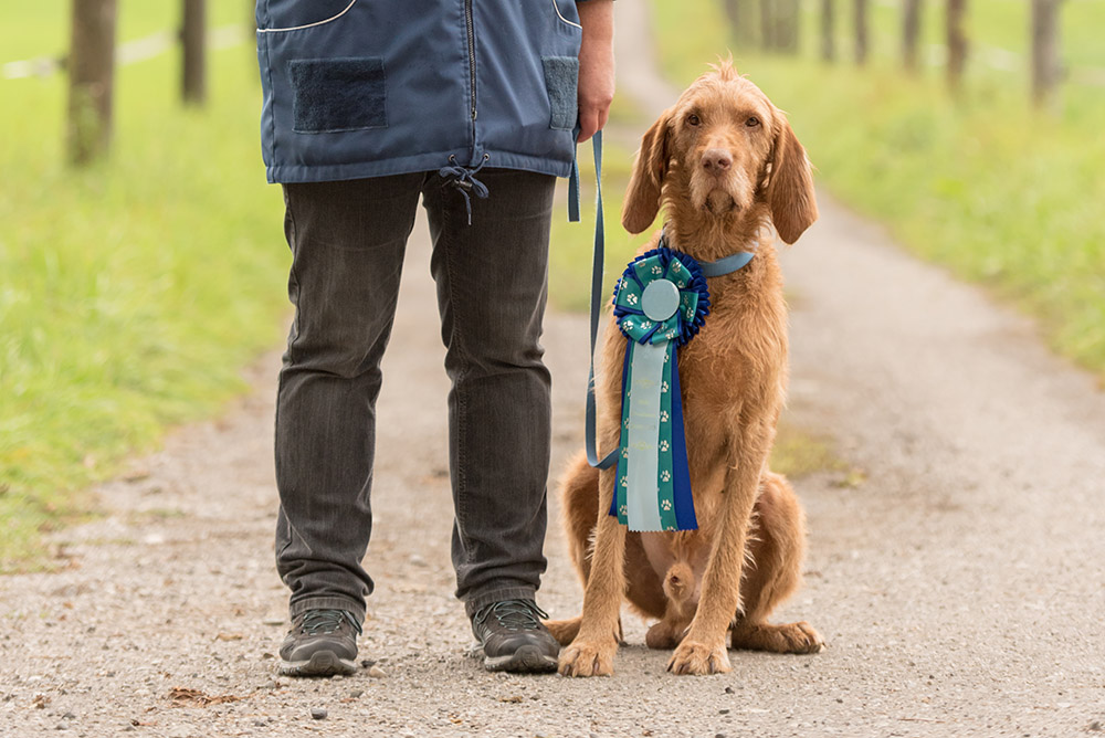 man and his Vizsla dog with award ribbon