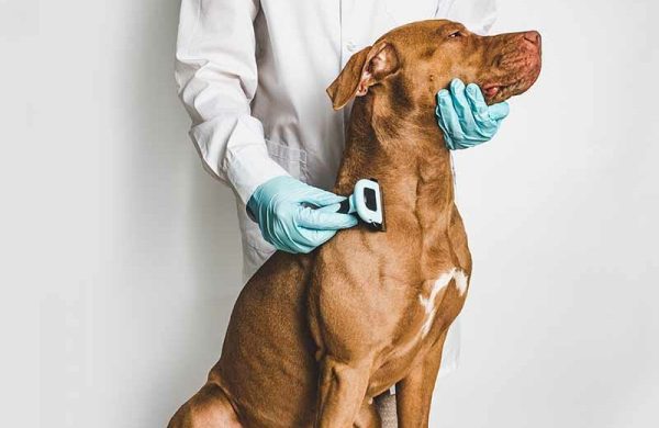 man brushing vizsla dog