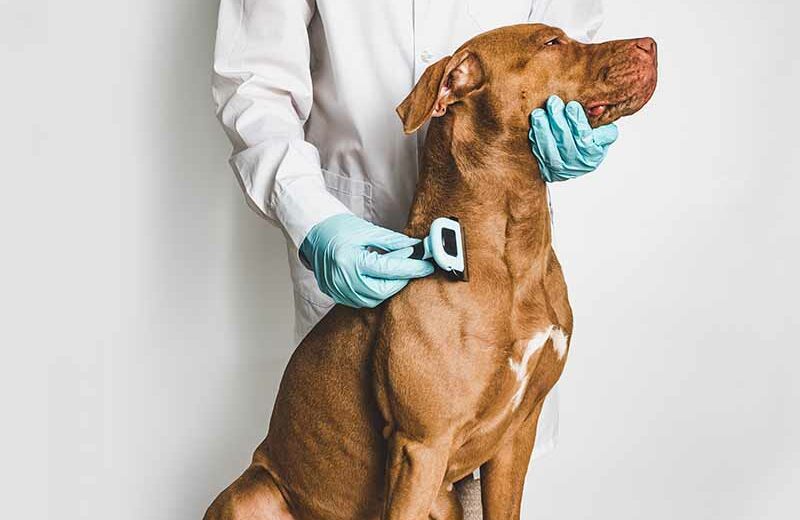 man brushing vizsla dog