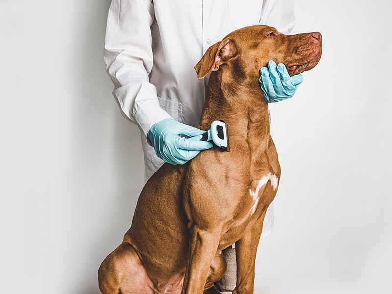 man brushing vizsla dog