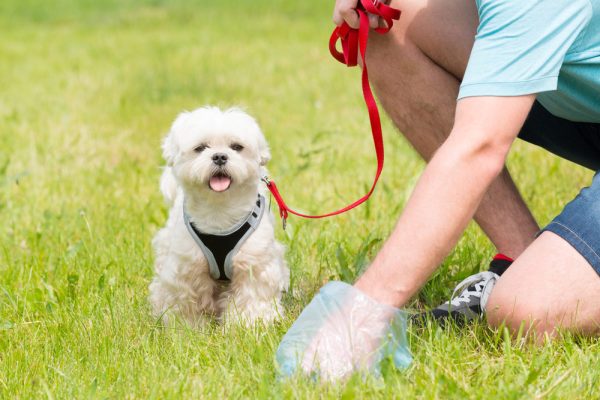 man cleaning up after his dog