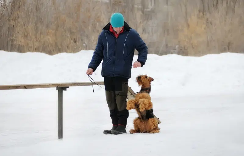 man doing dog & obedience training outdoors with an airedale terrier dog