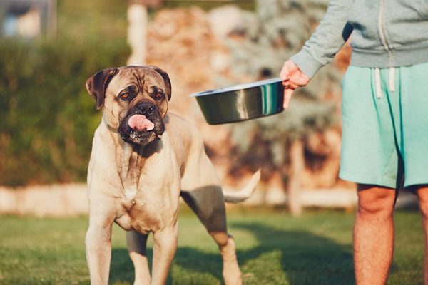 man feeding a cane corso