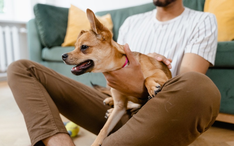 man holding back a snarling chihuahua dog