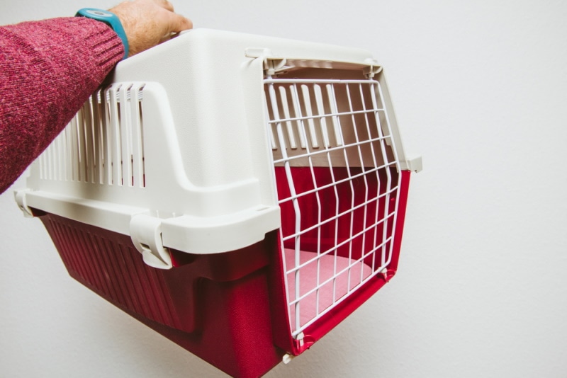 man holding empty pet crate