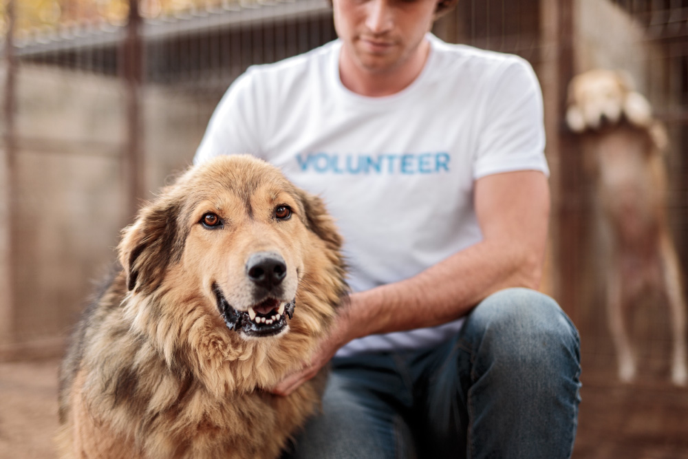 man in volunteer shirt petting a dog in a shelter