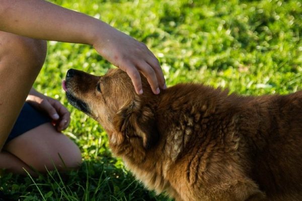 man petting dog at the park