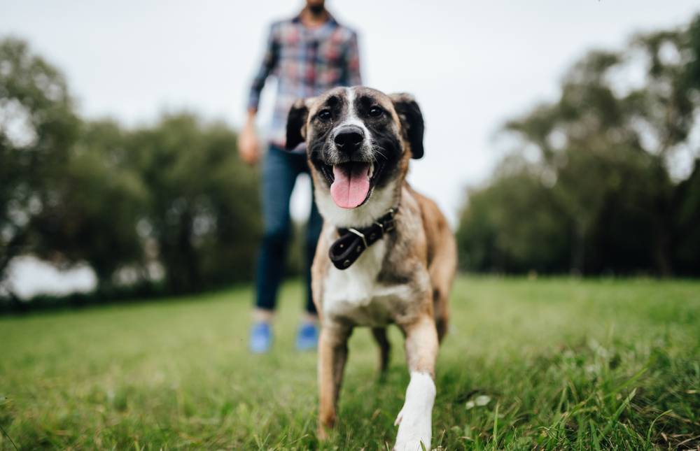 man running after his dog at the park