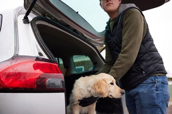 man stealing a puppy and putting it at the back of his car