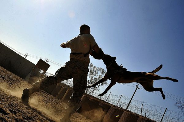 man training a dog