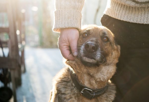 man with his german shepherd dog