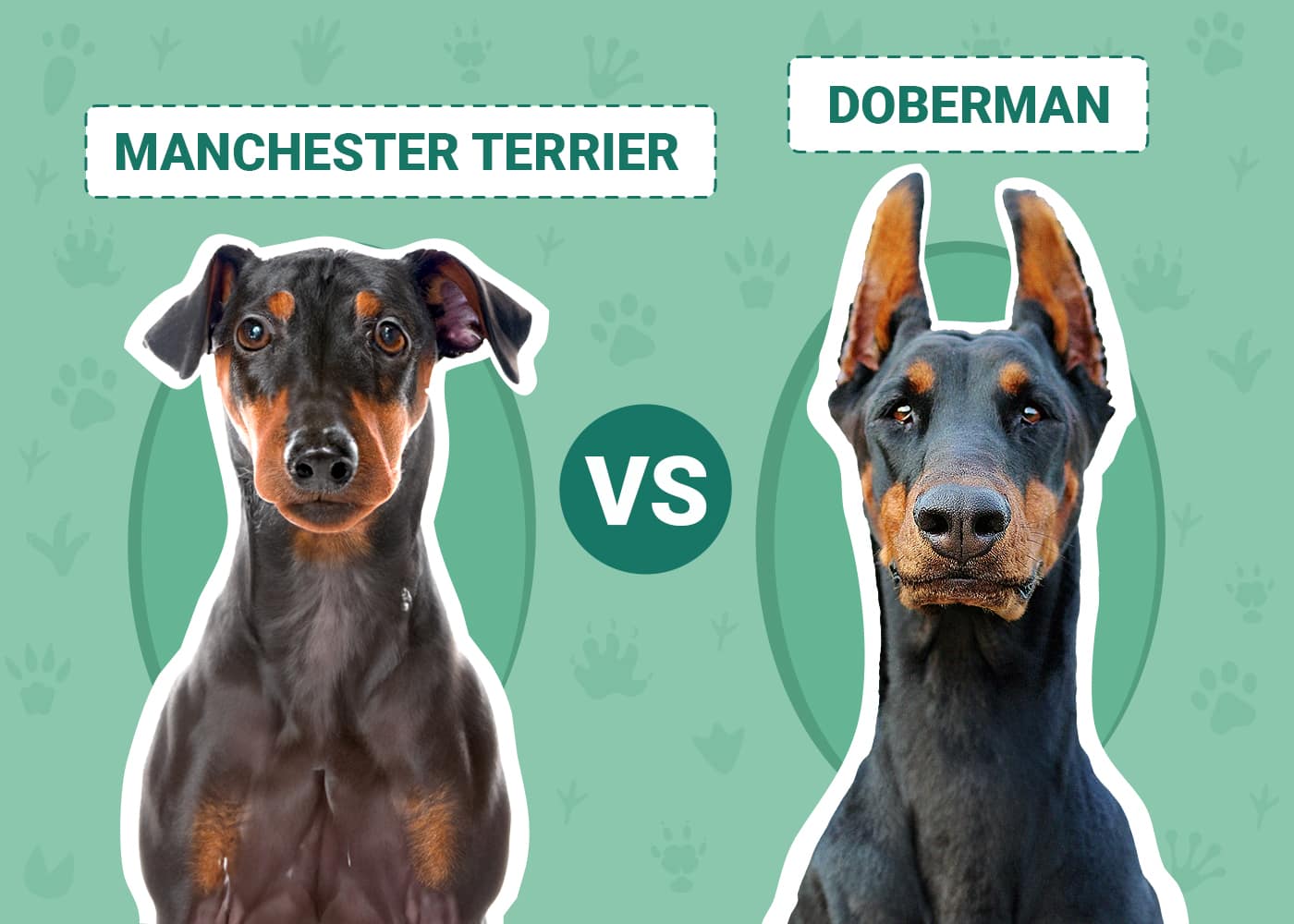 Manchester Terrier vs Doberman