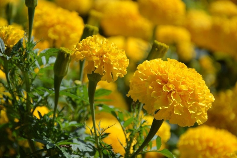 Are Marigolds Poisonous to Dogs? Vet-Approved Health Facts – Dogster