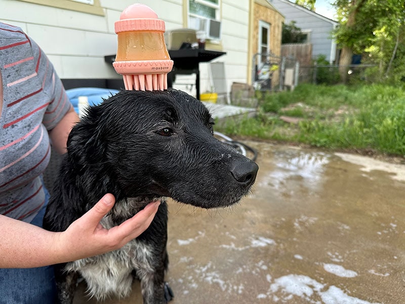 maxbone shampoo dispensing brush on black dog's head