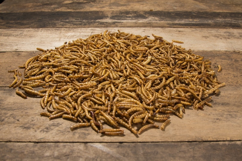 mealworm
