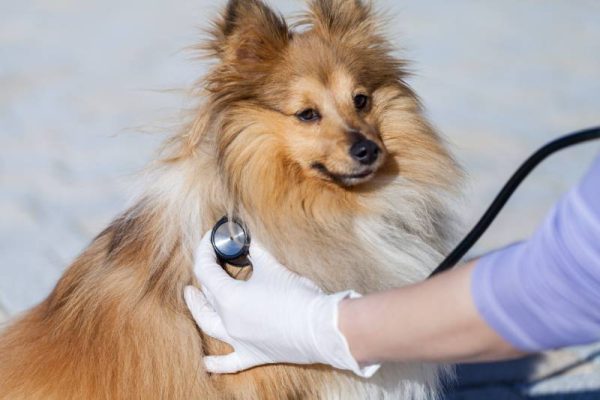 medical health check on a shetland sheepdog