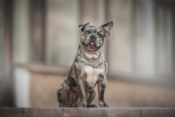 merle french bulldog sitting outdoor