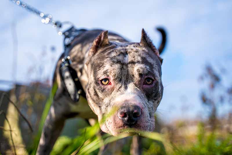 merle pitbull staring at the camera