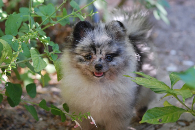 merle pomeranian dog