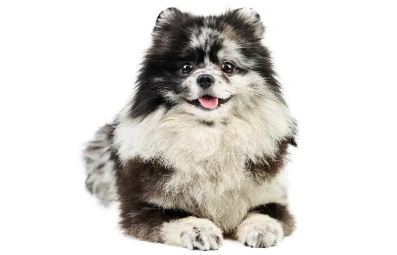 merle pomeranian dog