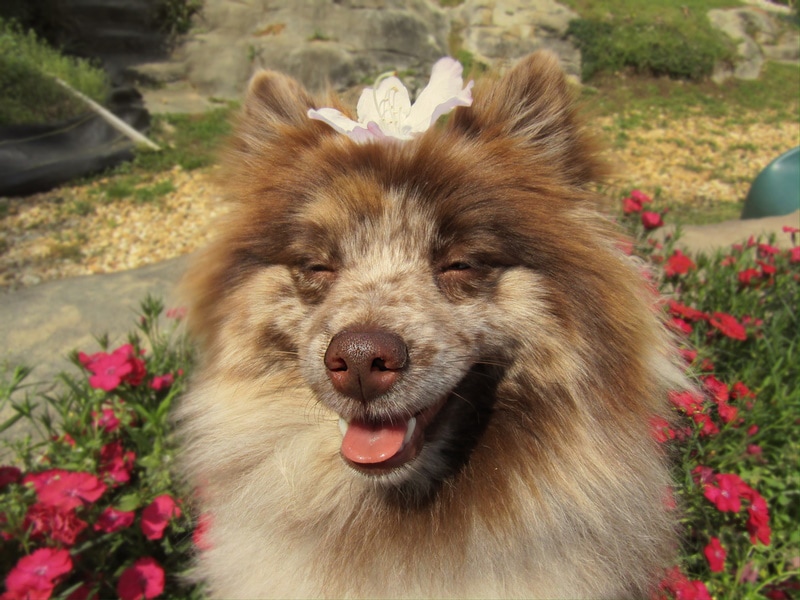 merle pomeranian in the garden