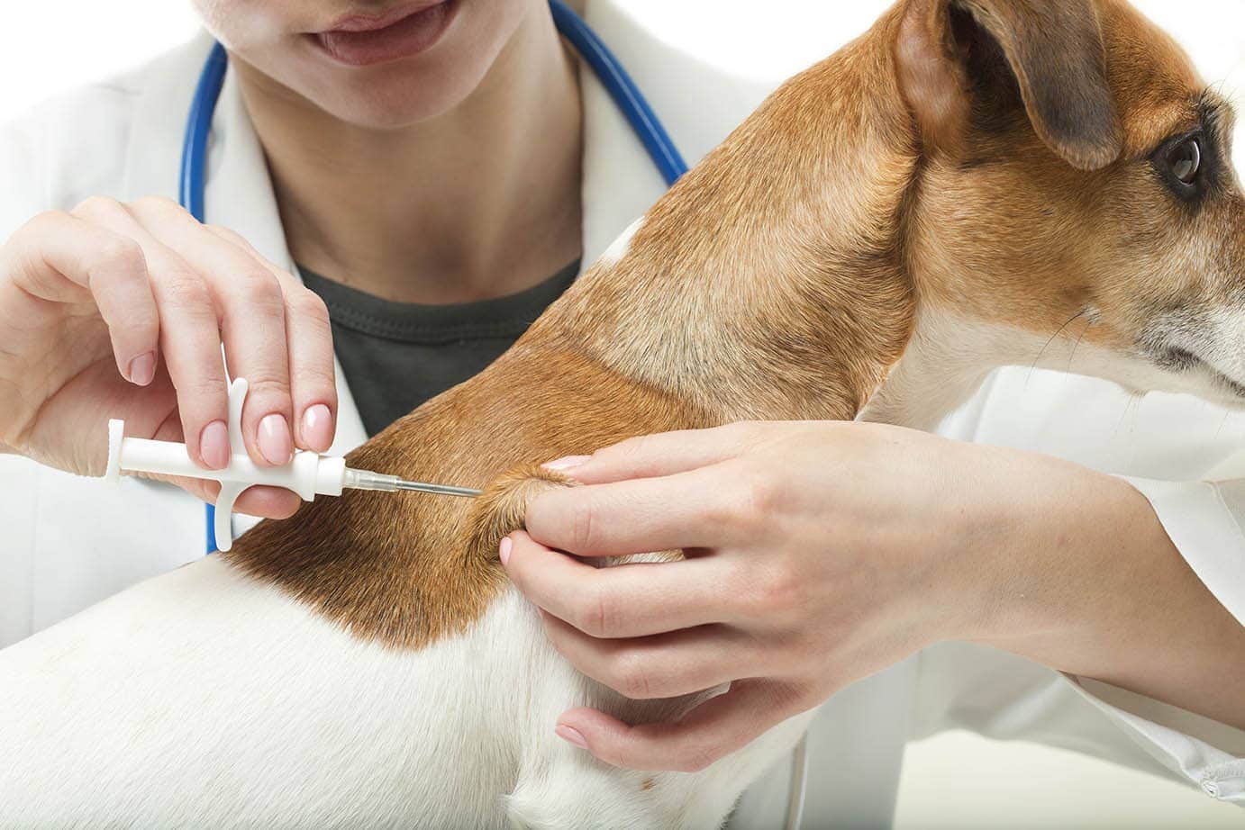 microchip implant on dog