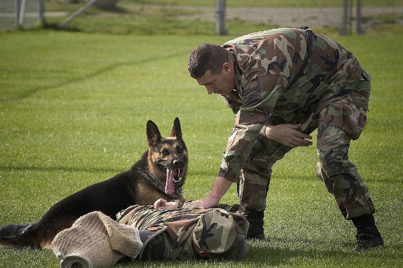 military dog at the camp