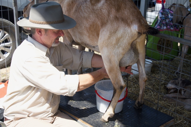 milking goat