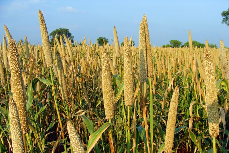 millet plantation
