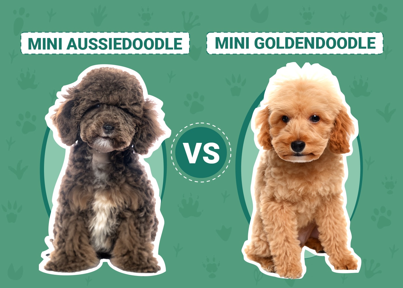 Mini Aussiedoodle vs Mini Goldendoodle