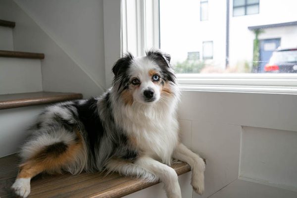 mini australian shepherd lying on the stairs