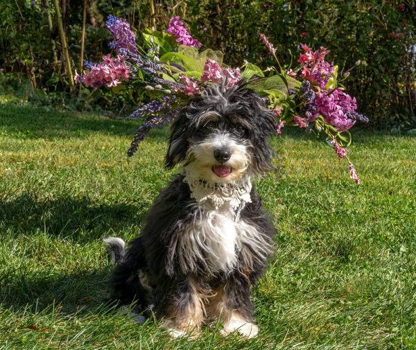 mini Bernedoodle dog sitting on the grass