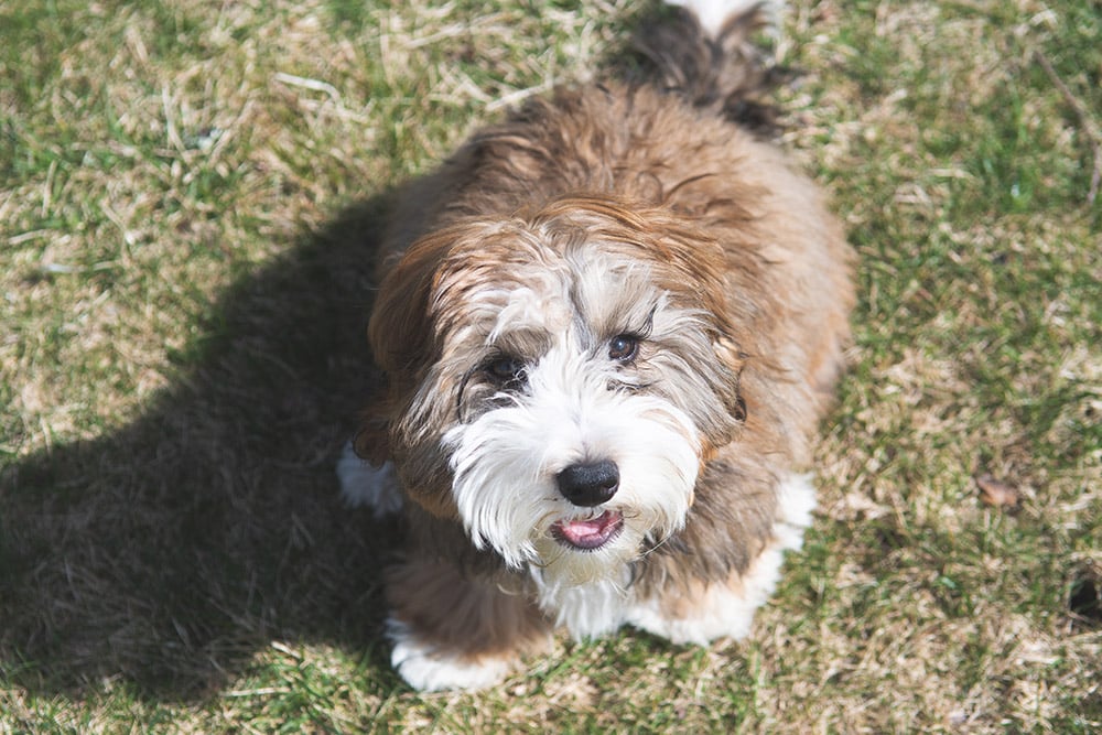 mini bernedoodle dog sitting on the lawn