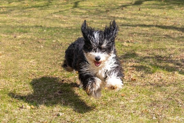 mini bernedoodle puppy running