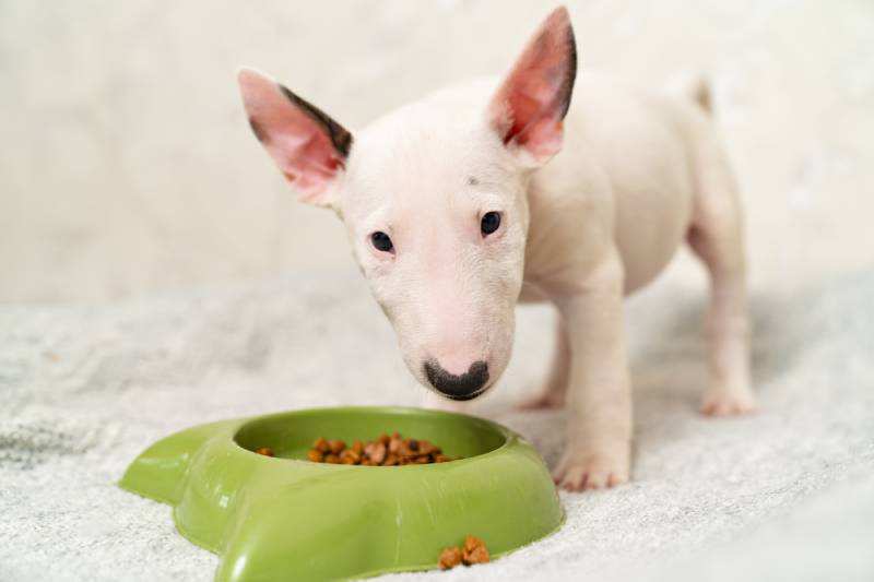 mini bull terrier puppy eats special food from a green bowl