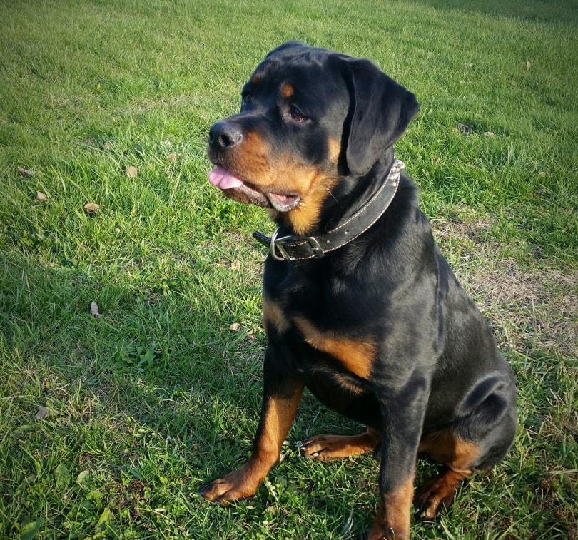 mini rottweiler sitting