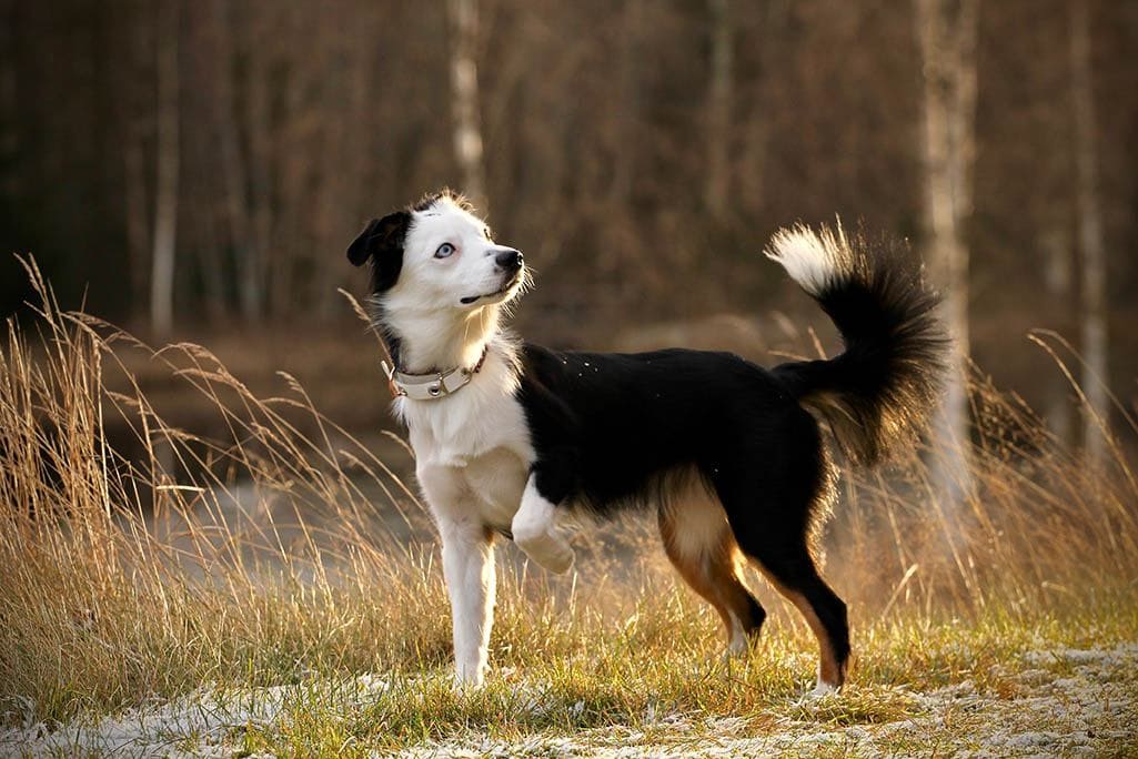 miniature american shepherd puppy