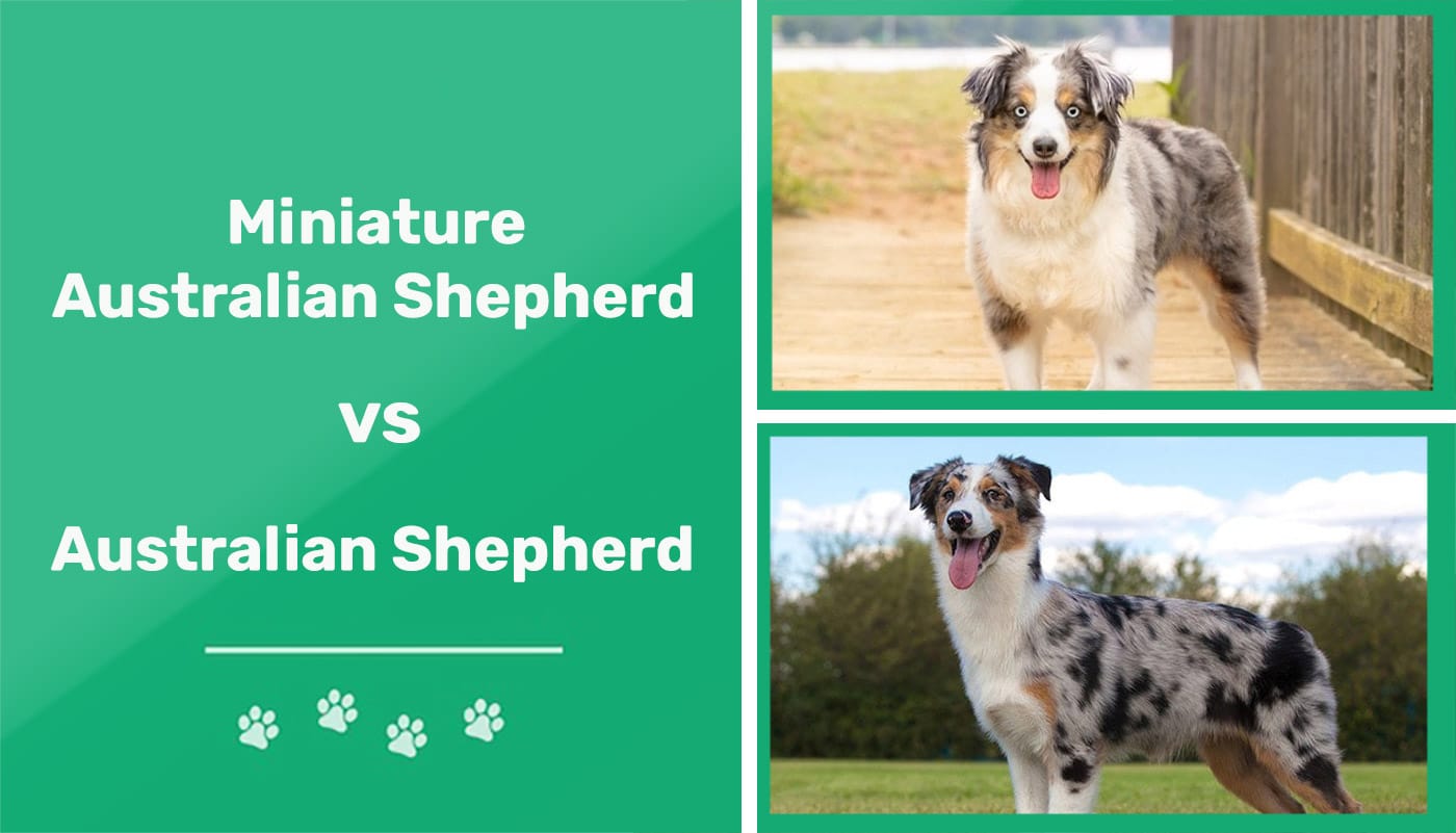 Miniature Australian Shepherd vs Australian Shepherd The Differences