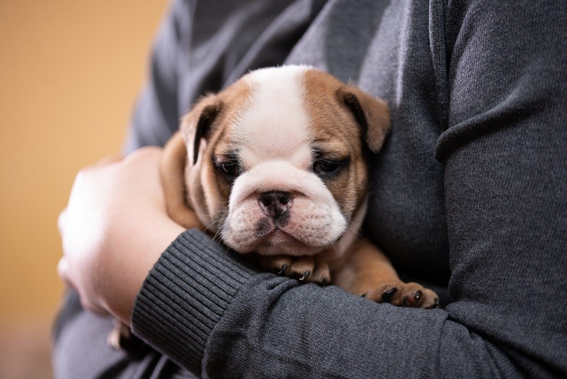 miniature-bulldog-_mdbildes_shutterstock