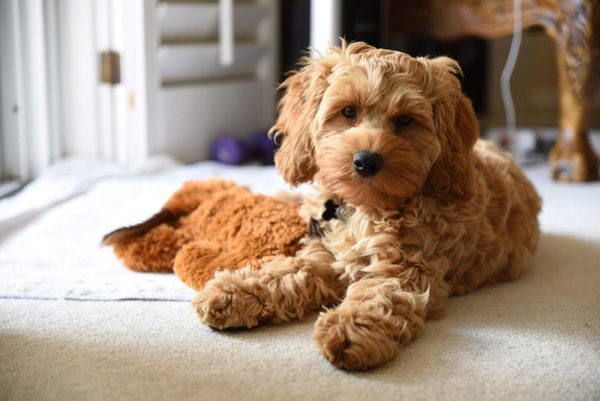 miniature cockapoo dog lying on the floor