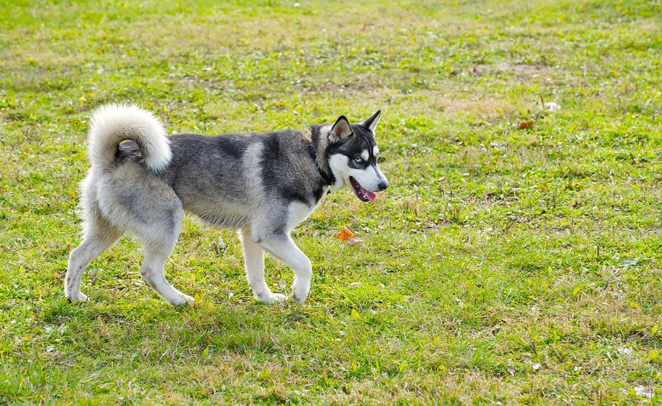 miniature husky