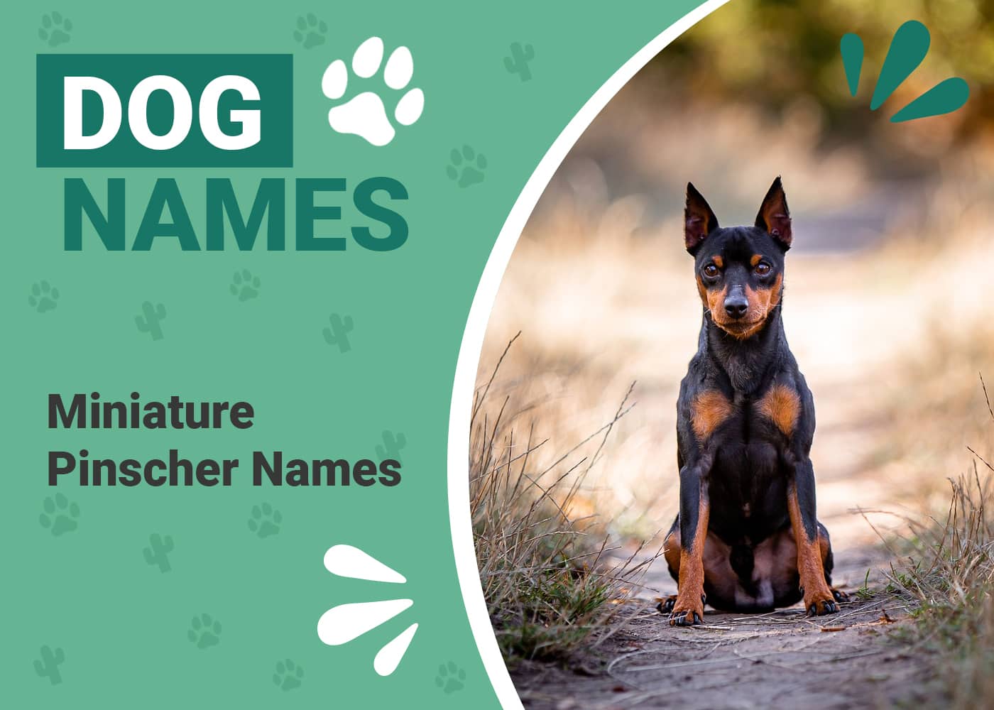 Miniature Pinscher Names