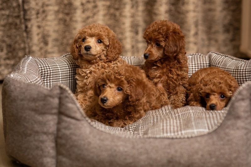 miniature poodle puppies