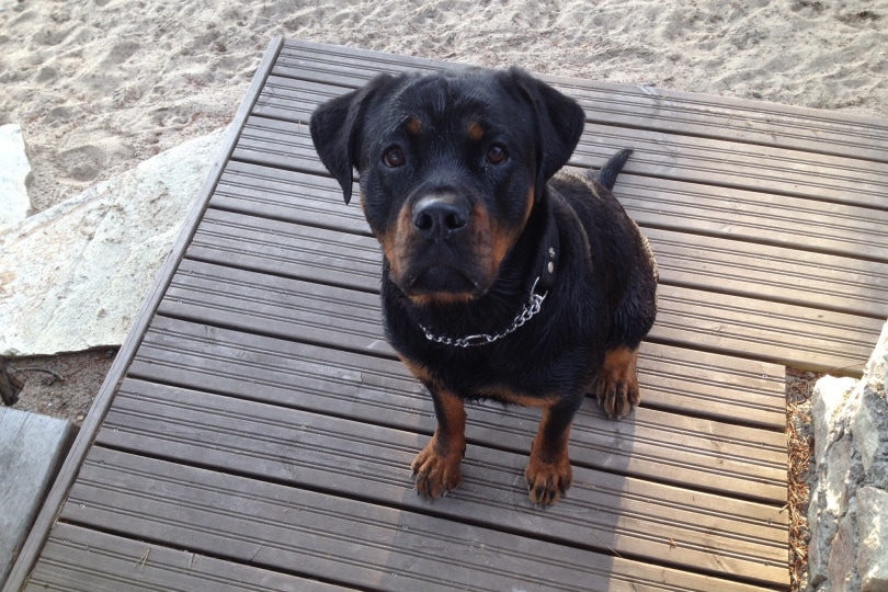 miniature rottweiler