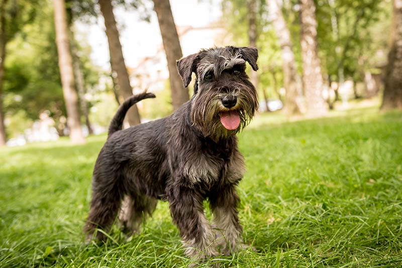 miniature-schnauzer-at-the-park