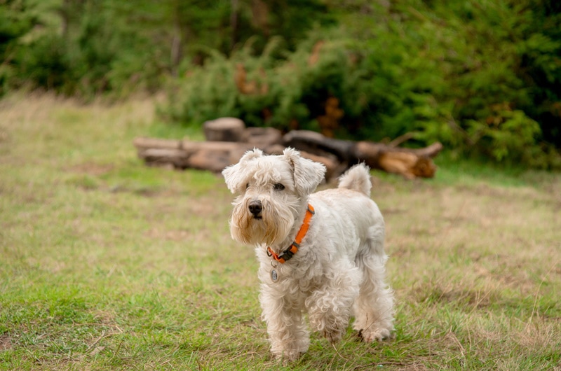 miniature-schnauzer-in-the-grass