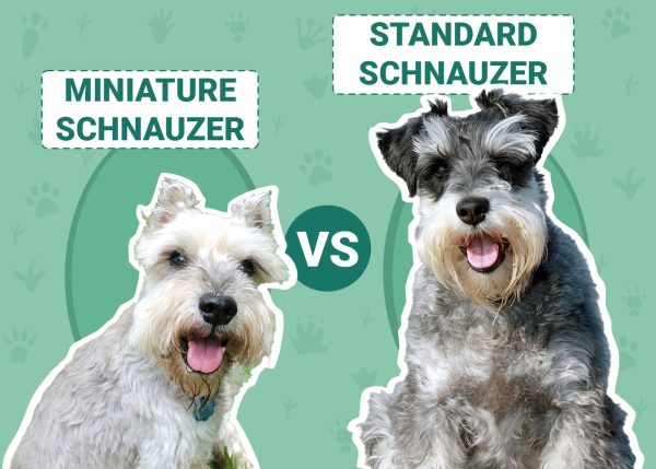 Miniature Schnauzer vs. Standard Schnauzer: The Differences (With